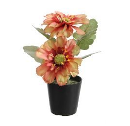 GERBERA X2 IN POT 14CM ORANGE