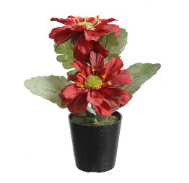 GERBERA X2 IN POT 14CM RED