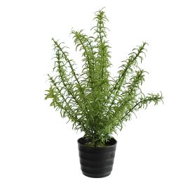 THYME LEAF PLANT GREEN