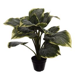 HOSTA BUSH W/18 LVS IN POT 53CM GREEN CREAM