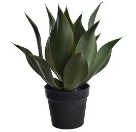 AGAVE PLANT W/18 LVS IN POT GREEN