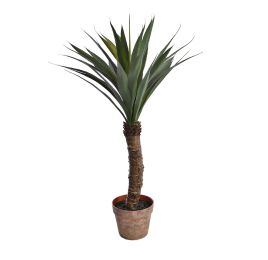 YUCCA W/36 LVS IN POT 90CM GREEN