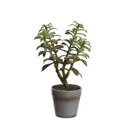 SUCCULENT X 4  IN POT 26CM DARK GREEN