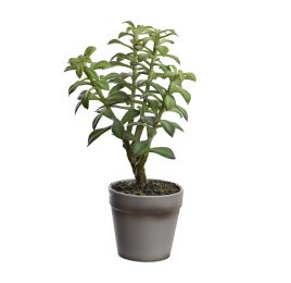SUCCULENT X 4  IN POT 26CM GREEN