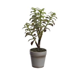 SUCCULENT X 5 IN POT 31CM DARK GREEN