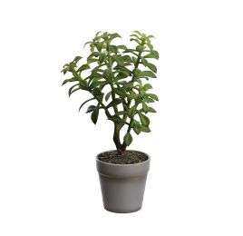 SUCCULENT X 5 IN POT 31CM GREEN