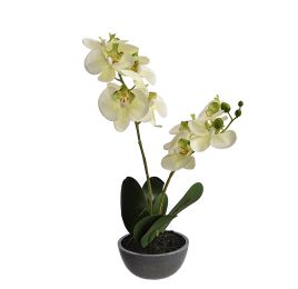 ORCHID X 2 IN PLASTIC POT H 40CM GREEN