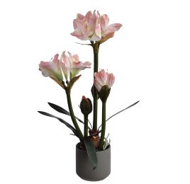 AMARILLYS IN POT H 68 CM PINK