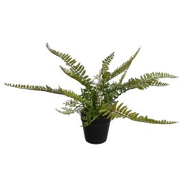 FERN IN POT 36 CM GREEN