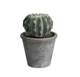 BALL CACTUS IN POT 11.5 CM GREEN