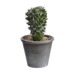 CACTUS IN POT 15 CM GREEN