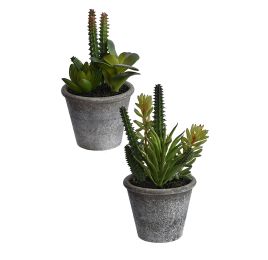 SUCCULENT ARRANGEMENT IN POT (2 style) ASSORTED