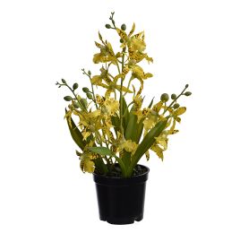 DANCING ORCHID X 4 IN POT H 33CM