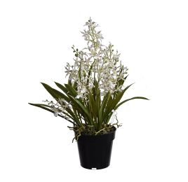 DANCING ORCHID X 5 IN POT H 63 CM