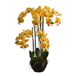 ORCHID X 9 ON MUD BALL 116 CM