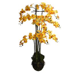 ORCHID X 11 ON MUD BALL 150 CM