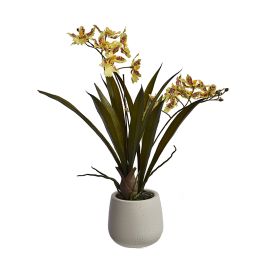 ONCIDIUM ORCID SPRAY X 2 IN POT 38CM
