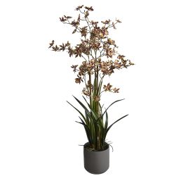 ONCIDIUM ORCHID SPRAY X 6 IN POT 105CM