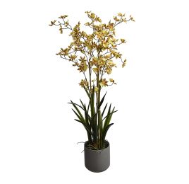 ONCIDIUM ORCHID SPRAY X 6 105CM IN POT