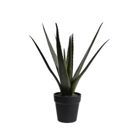 ALOE IN POT 50CM GREEN