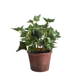 SMALL PLANT IN POT 22CM ENGLISH