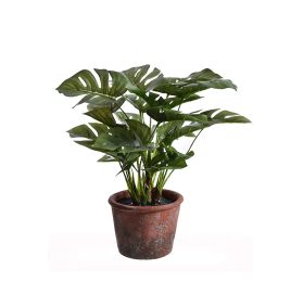 MEDIUM PLANT IN POT 32CM SPLIT PHILO