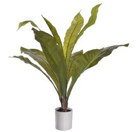 BIRD NEST PLANT IN POT GREEN