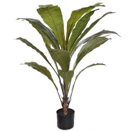 BIRD NEST PLANT IN POT GREEN