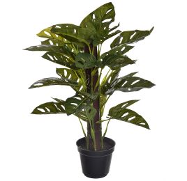 MONSTERA ADANSONII IN POT GREEN