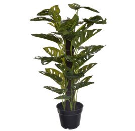 MONSTERA ADANSONII PLANT GREEN