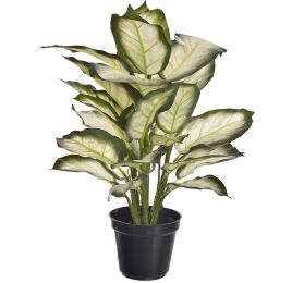 WHITE DIEFFENBACHIA IN POT 50CM WHITE