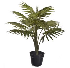 FOUNTAIN PALM IN POT 60CM GREEN