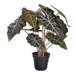 ALOCASIA PLANT IN POT 40CM GREEN