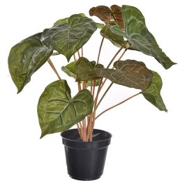 TURTLE SHELL PLANT IN POT 40CM GREEN
