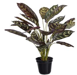 PEACOCK PLANT IN POT 60CM GREEN