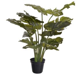 PLANT W/14 LVS IN POT SPLIT PHILO 55CM GREEN