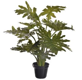PLANT W/14 LVS IN POT PHILO 55CM SELLUM