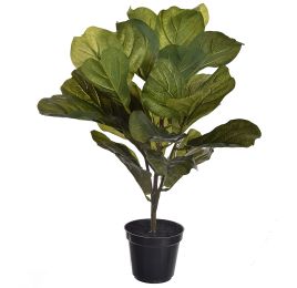 FIDDLE PLANT IN POT 55CM GREEN