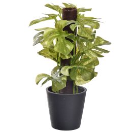 PLANT ON POLE IN BLACK POT 23CM MARBLE