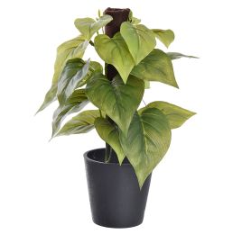PLANT ON POLE IN BLACK POT 23CM PHILO