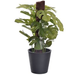 PLANT ON POLE IN BLACK POT 23CM SPLIT