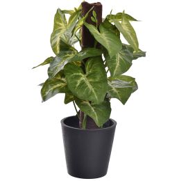 PLANT ON POLE IN BLACK POT 23CM SYNGONIUM