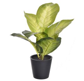 DIEFFENBACHIA IN BLACK POT 25CM GOLD