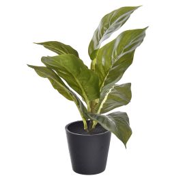 DIEFFENBACHIA IN BLACK POT 25CM GREEN