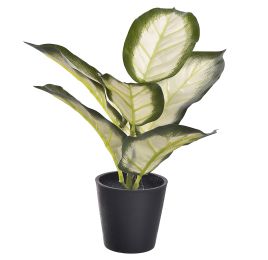 DIEFFENBACHIA IN BLACK POT 25CM WHITE