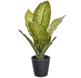 DIEFFENBACHIA IN BLACK POT 25CM ZEBRA