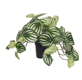 HANGING BUSH IN POT 22CM PEPEROMIA