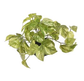 HANGING BUSH IN POT 22CM POTHOS