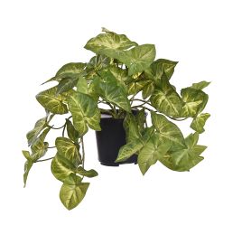 HANGING BUSH IN POT 22CM SYNGONIUM