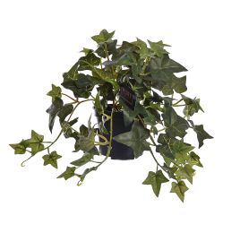 IVY BUSH IN POT 22CM ENGLISH